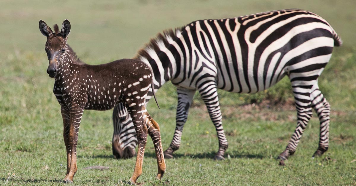 baby zebra with polka dots