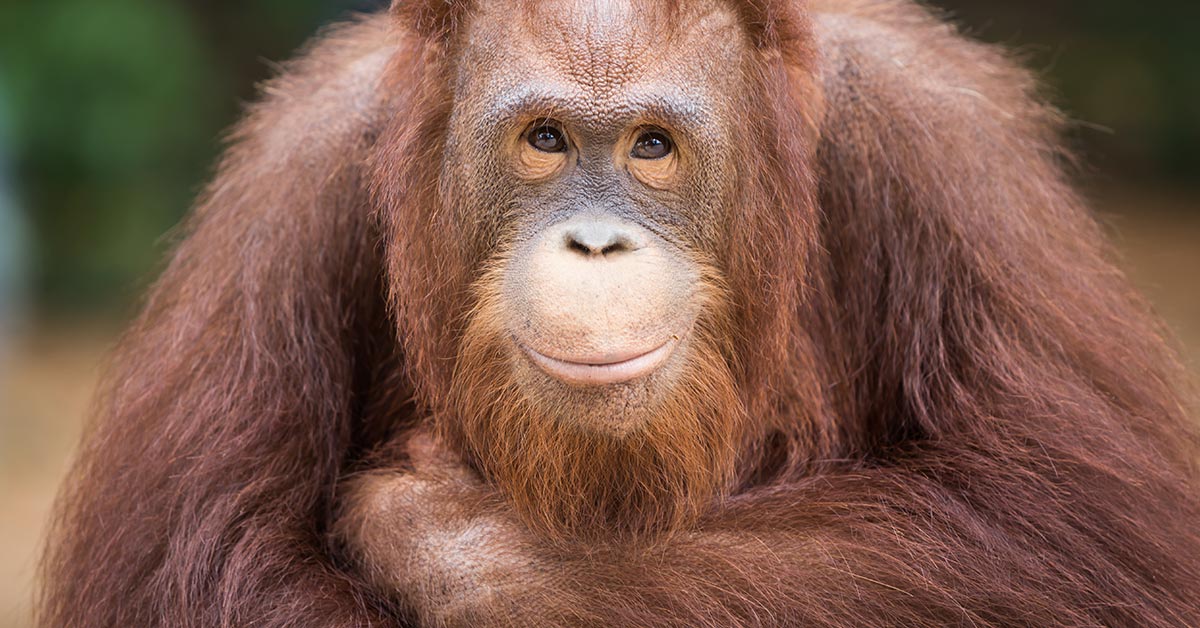 orangutan