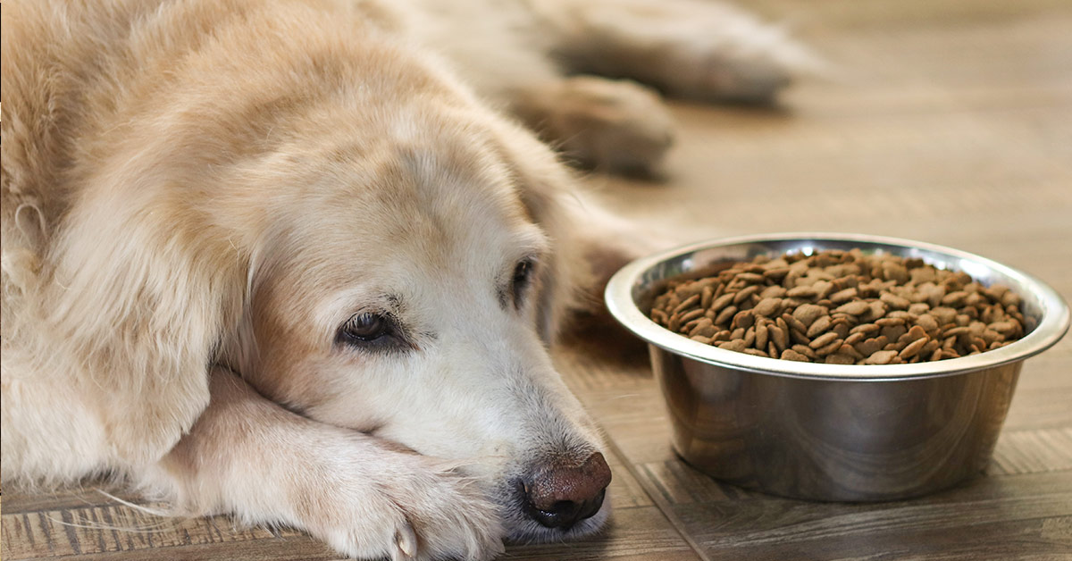 dog sitting beside bowl of kibble