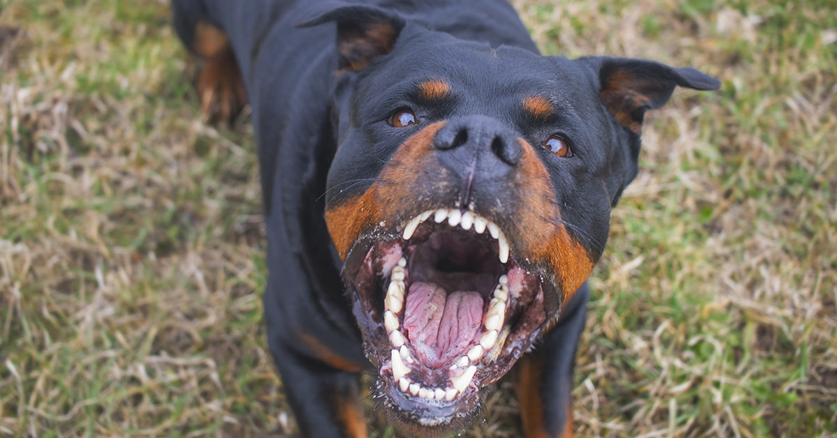 barking vicious dog