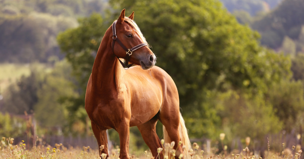 horse