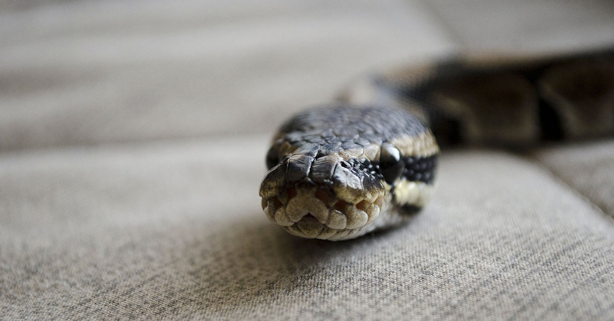 snake