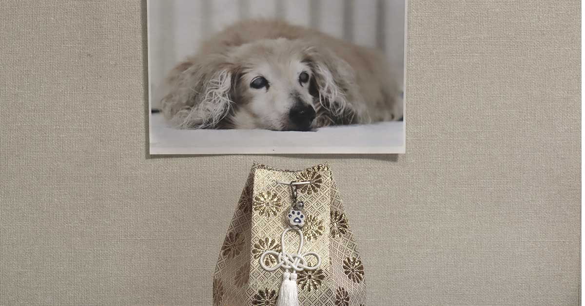 picture of someones late pet posted on a wall