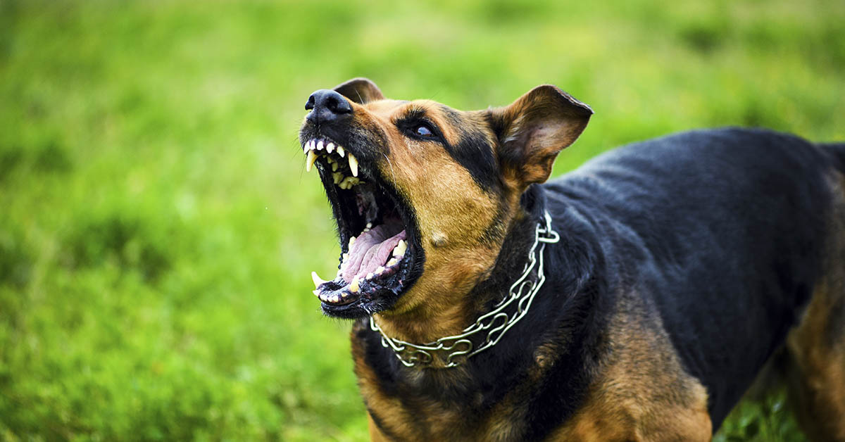 vicious barking dog