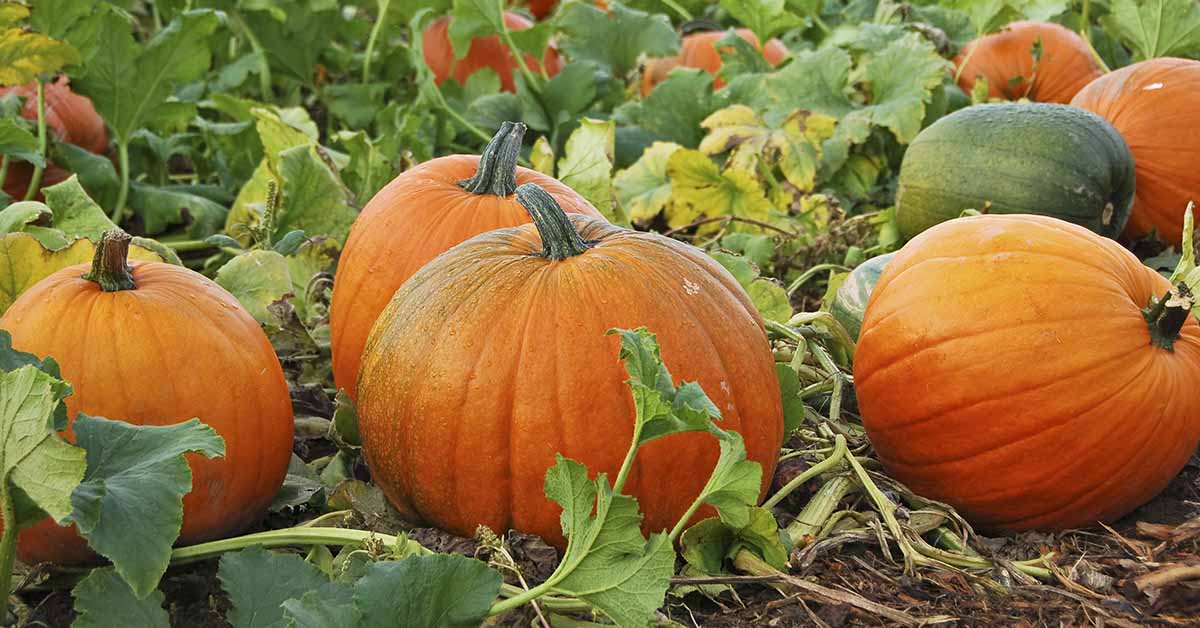 pumpkin patch