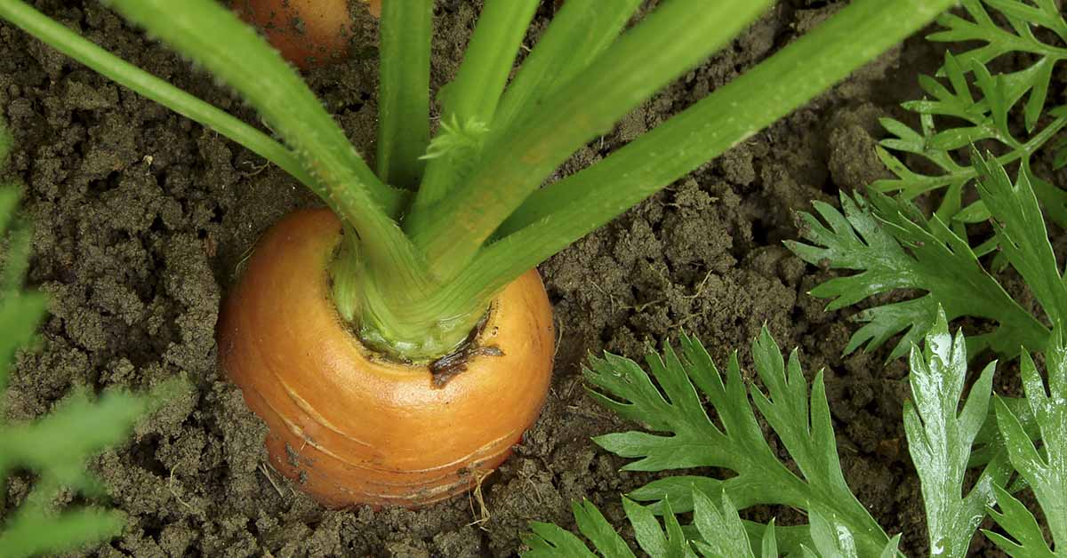 carrot