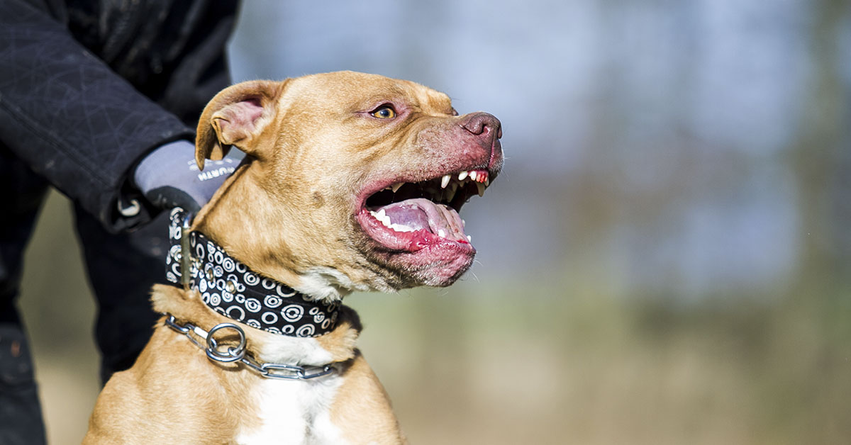 Pitbull