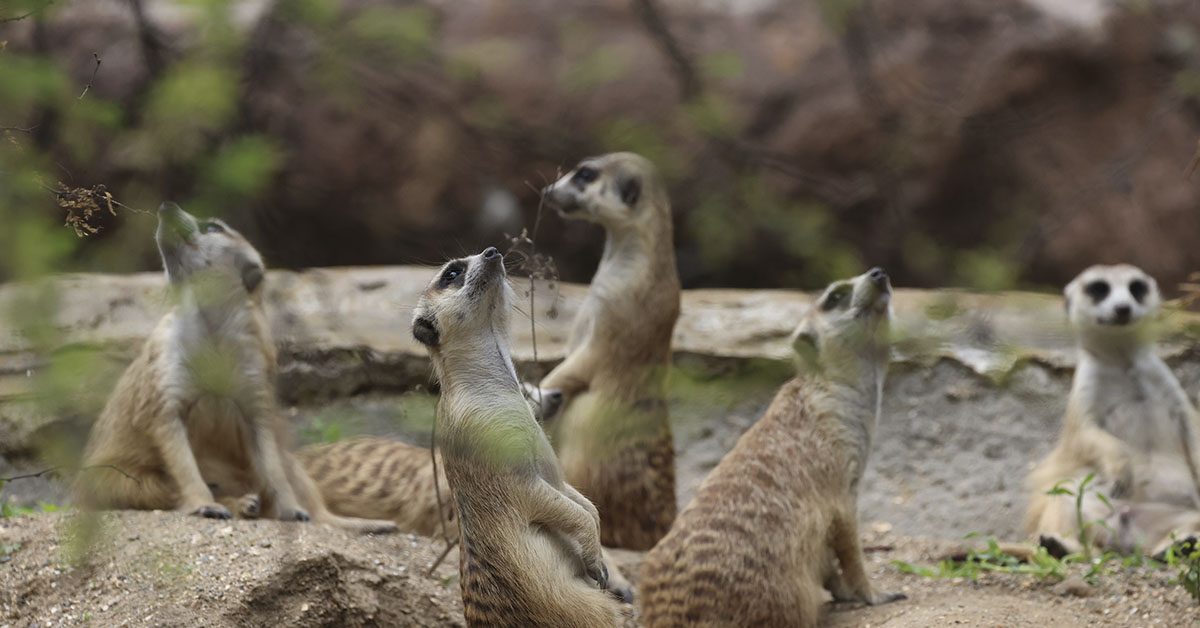 meerkats