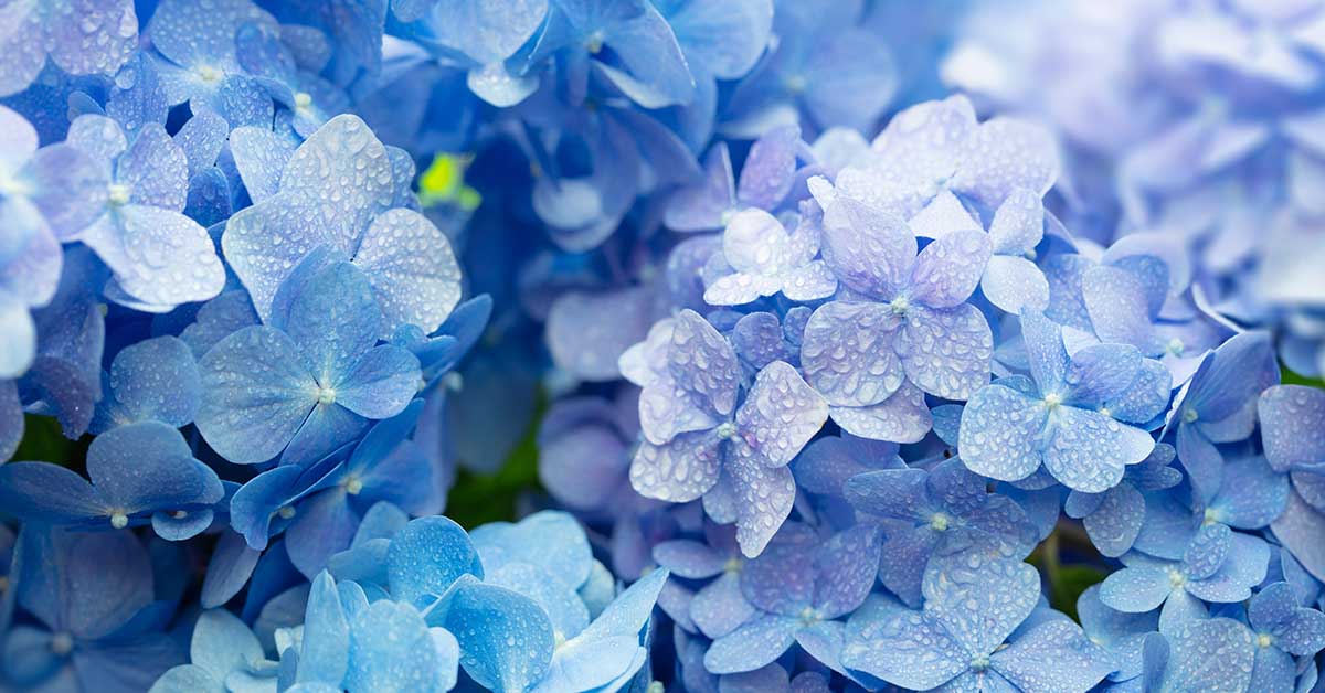 blue hydrangeas