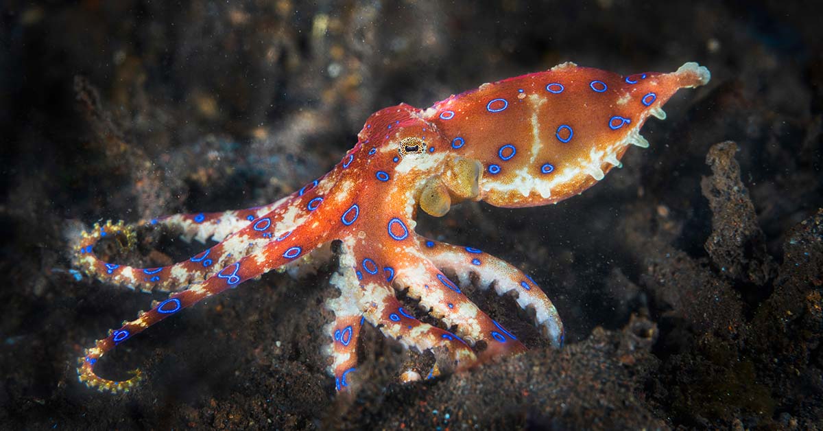 octopus