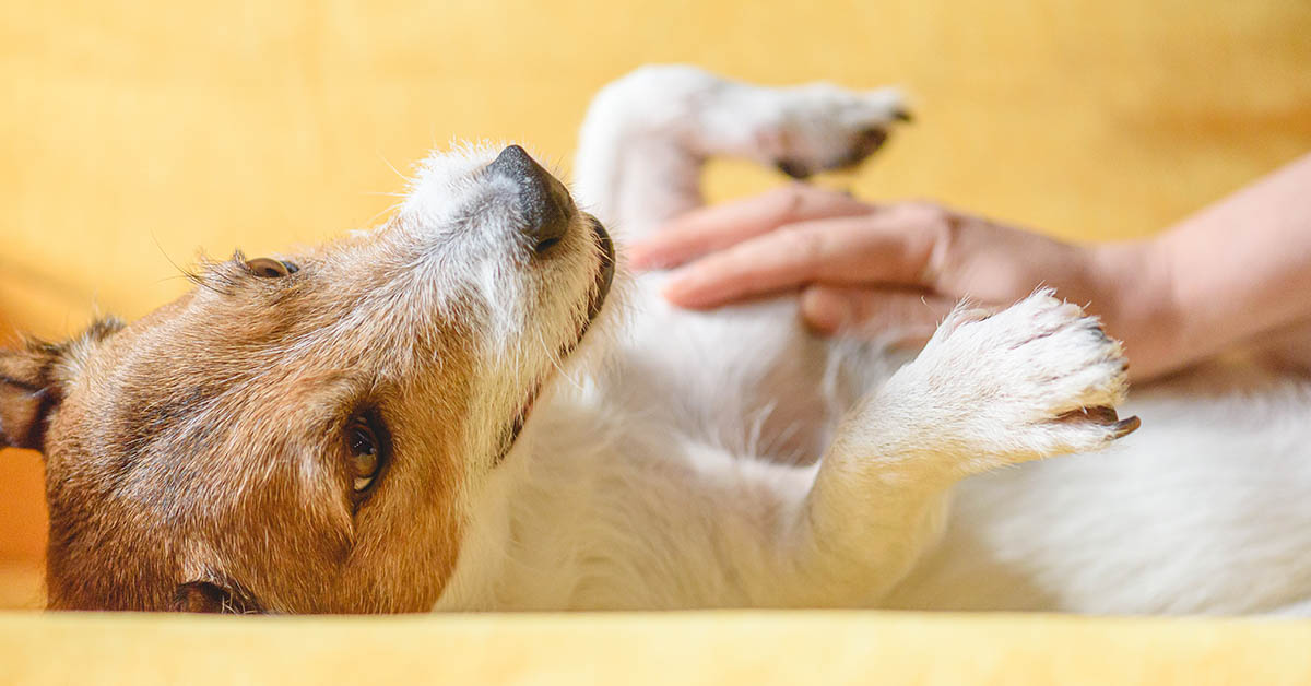 small dog on its back getting its stomach rubbed by owner