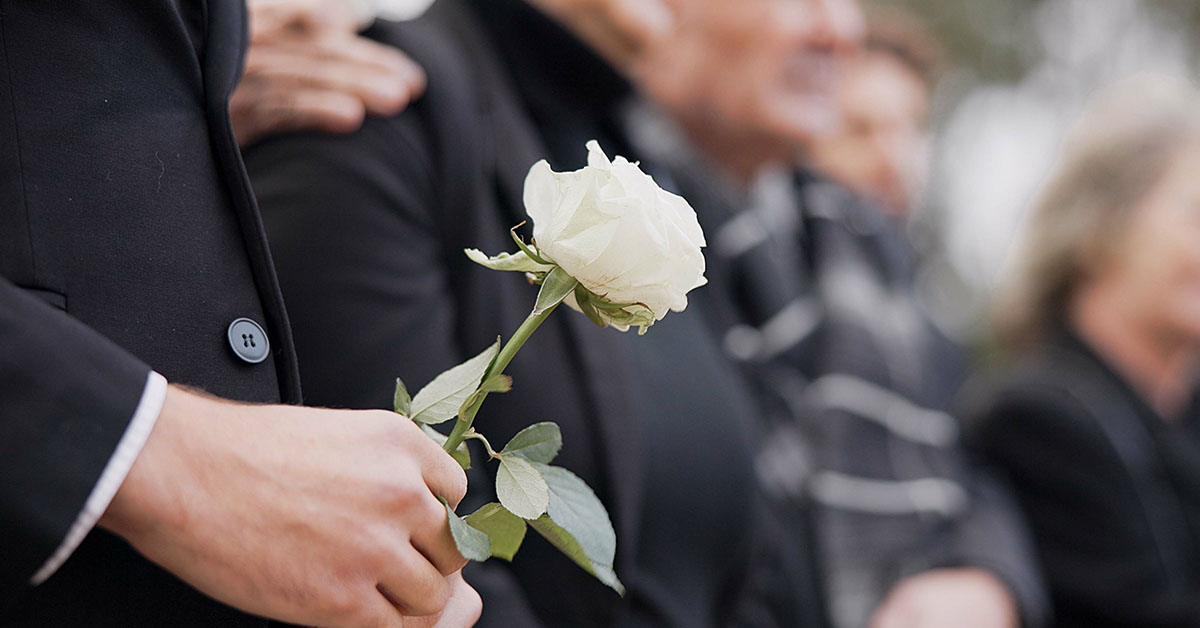 person holding white rose