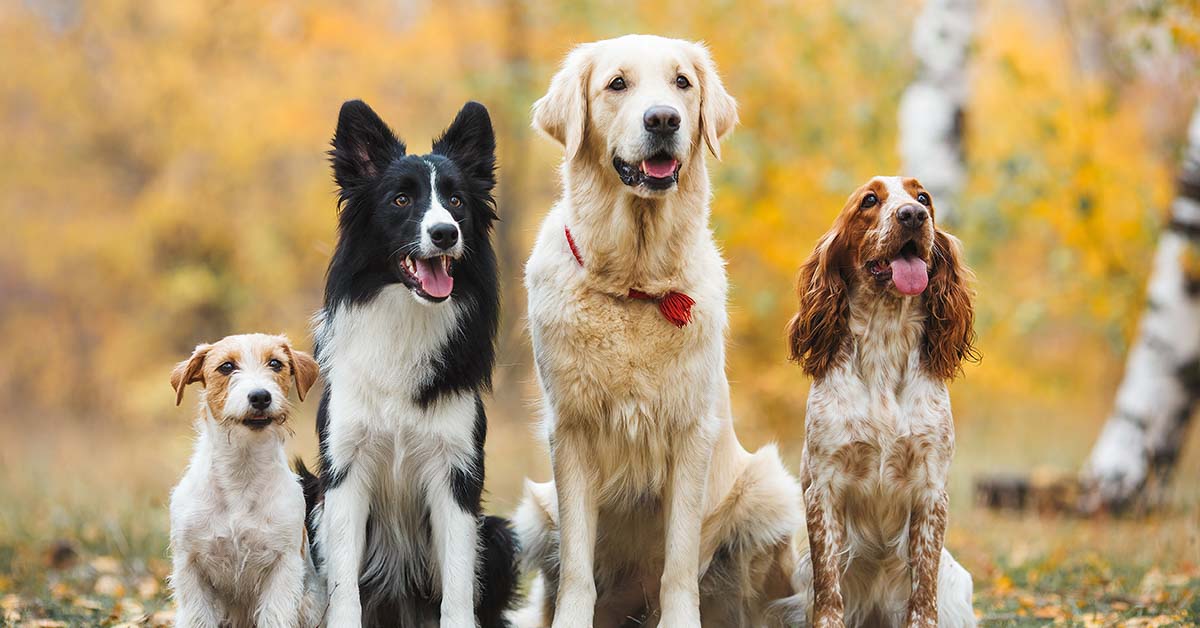 4 dogs