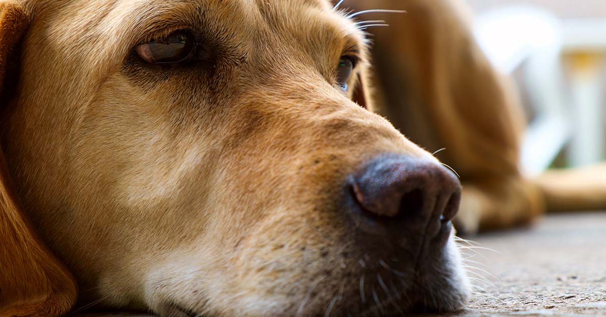 close up, dog face