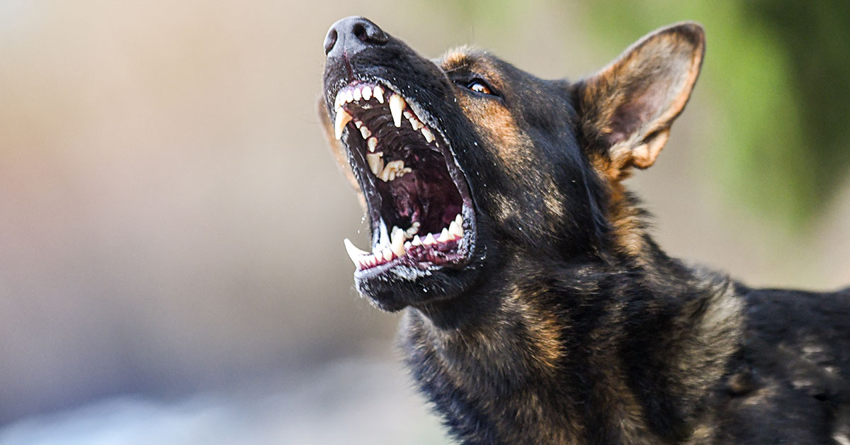 vicious dog barking
