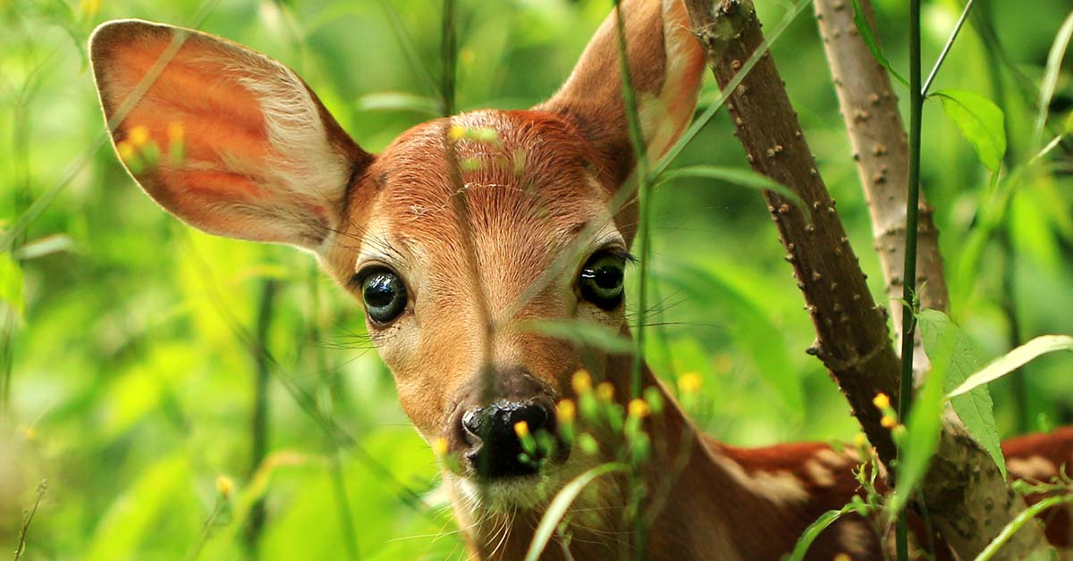 Doe