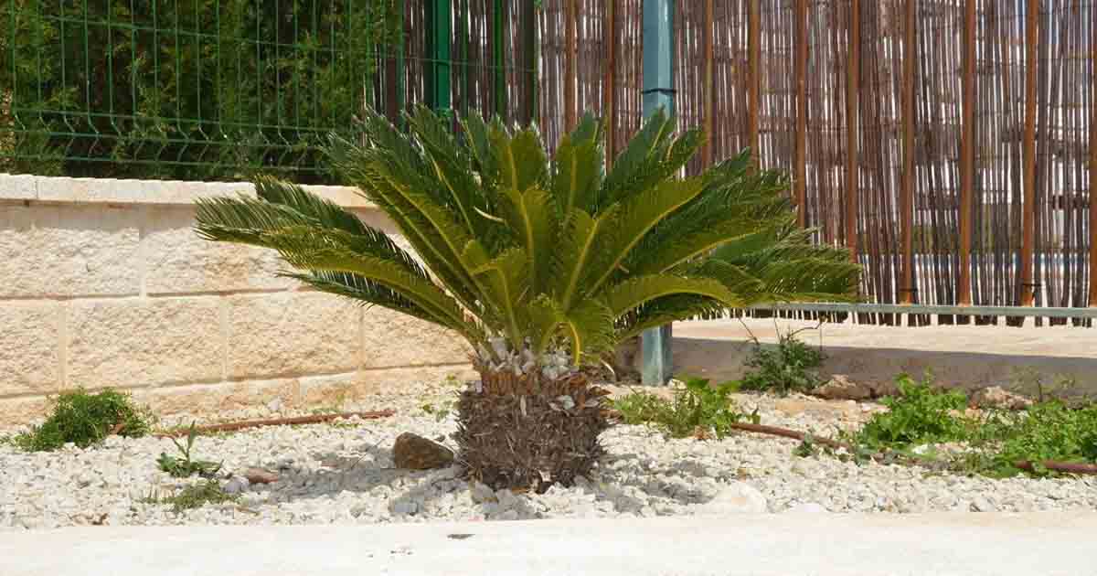 Sago Palm is not a housplant