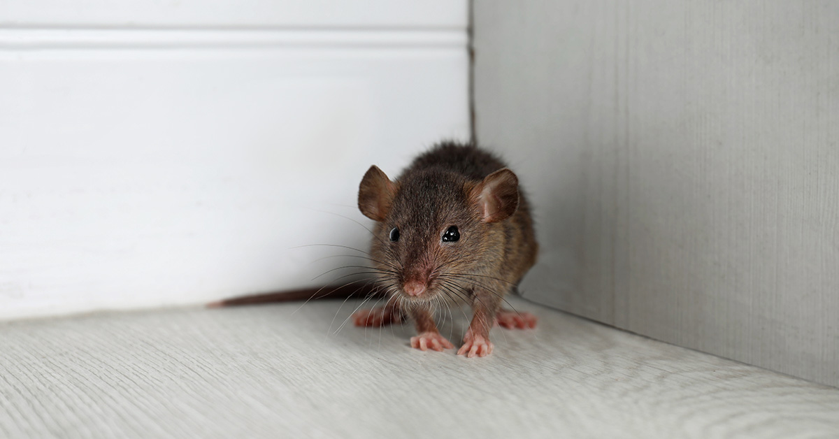 mouse in corner of a room