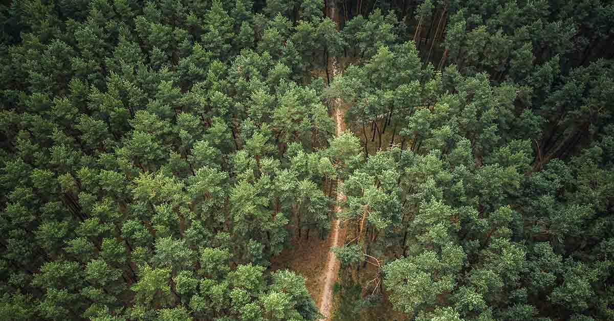 arial view of forest