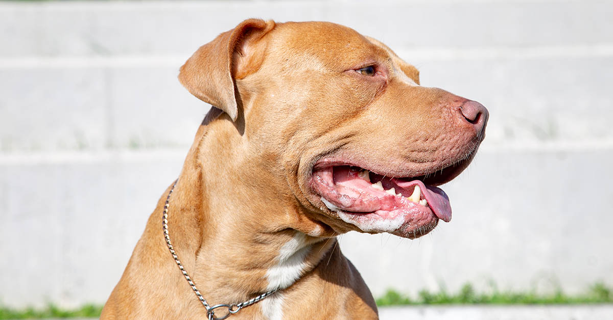 portrait of golden pitbull terrier