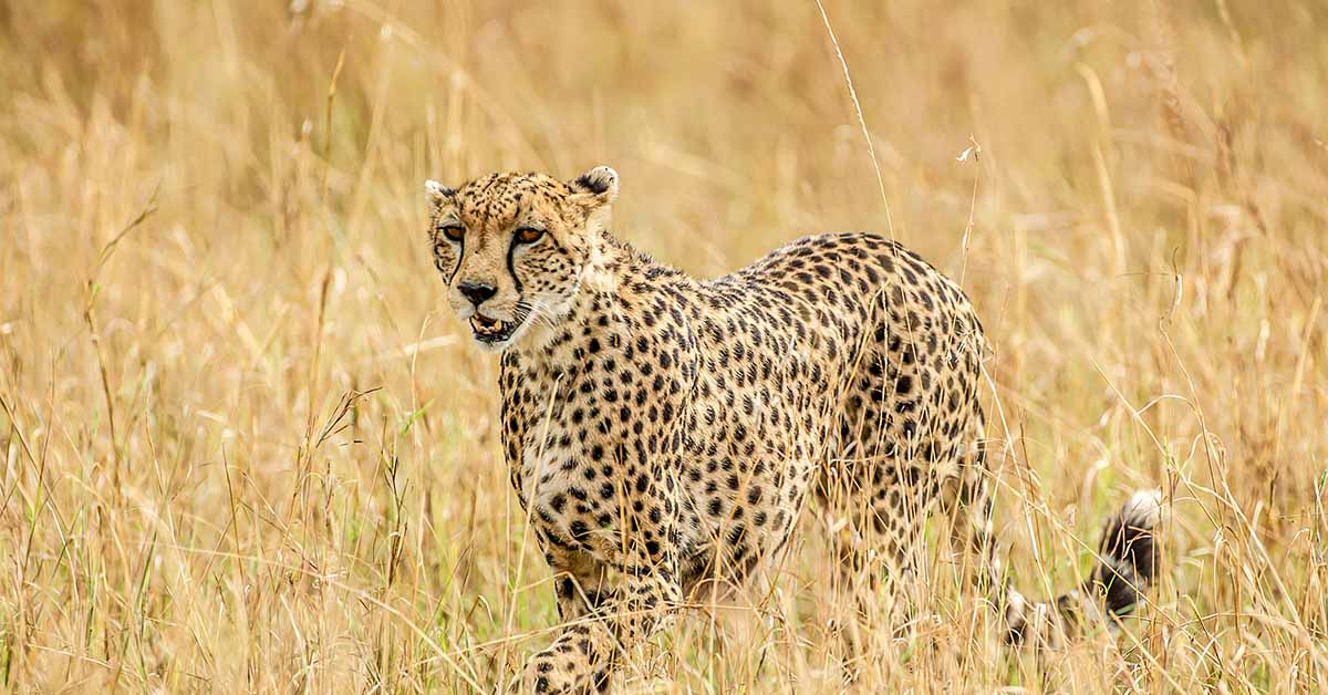 Cheetah In Grass