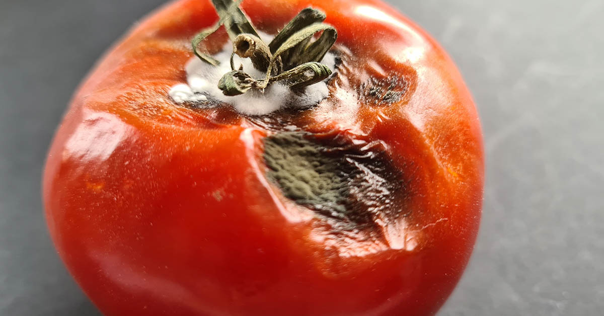 moldy rotting tomato