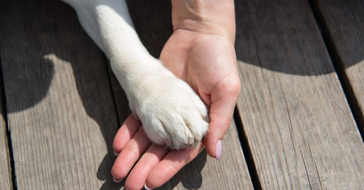 dog paw in a humans hand