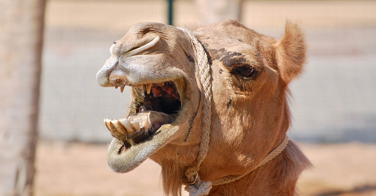 Camel