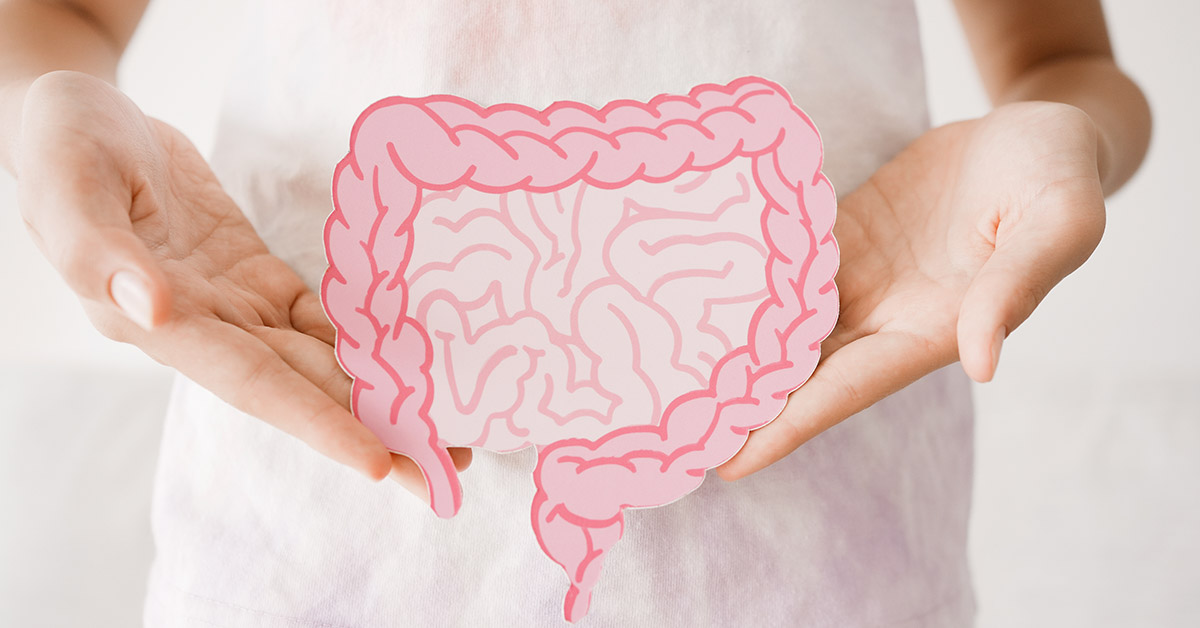 person holding illustrative representation of colon and small intestine. Digestive health, colon cancer concept