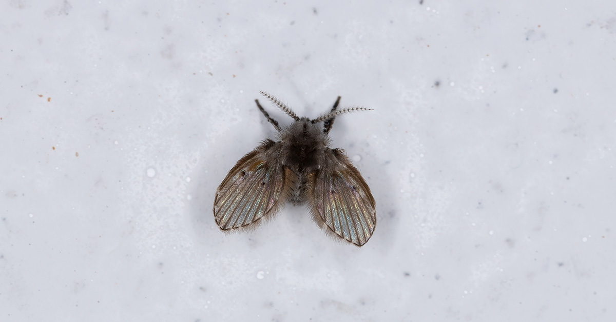 Clogmia albipunctata drain fly posed on a concrete wall under the sun