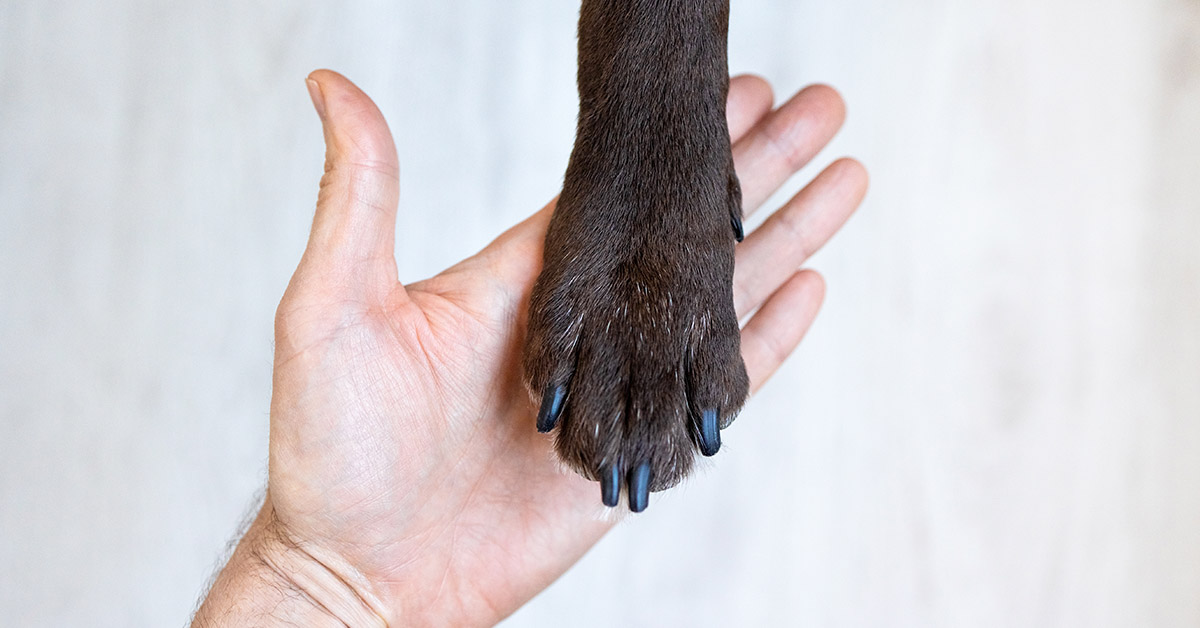 dogs placing paw in a humans palm