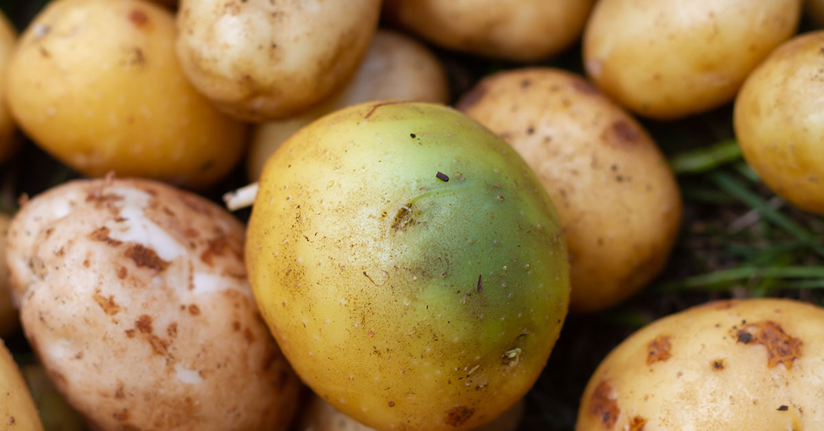 Green potatoes