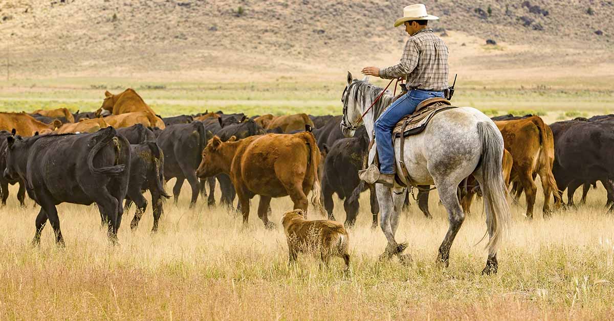 Rancher on horse herding cattle