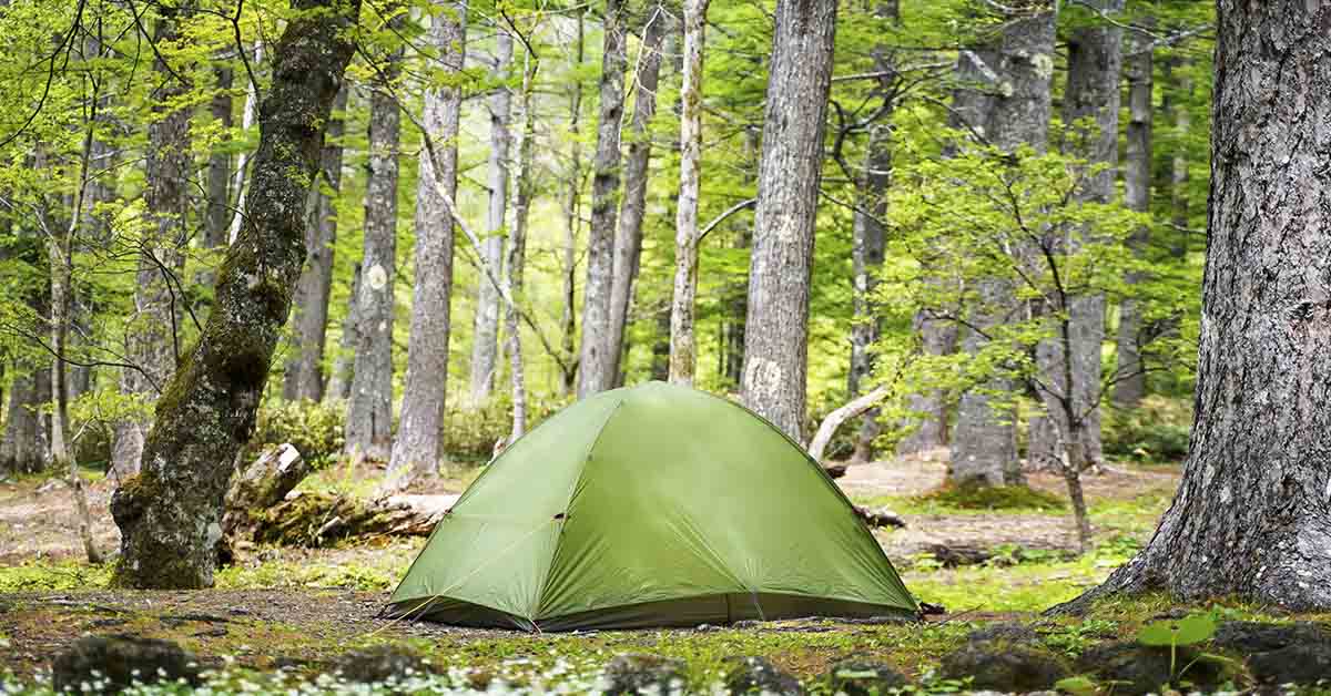 camping concept. Tent in forested area