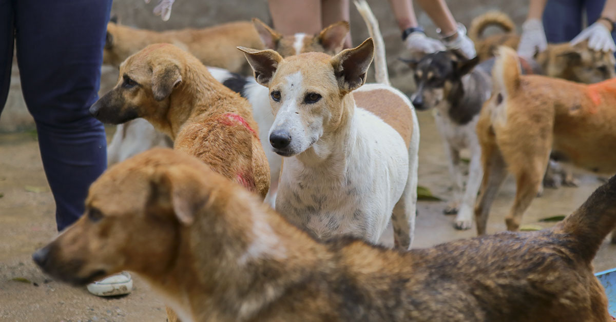 stray dogs