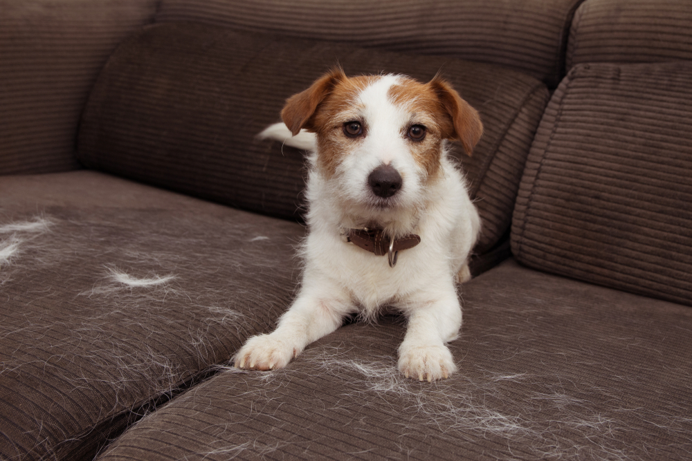 FURRY JACK RUSSELL DOG, SHEDDING HAIR DURING ANNUAL MOLT SEASON PLAYING ON SOFA FURTNITURE.