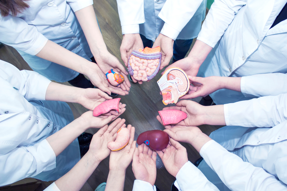 Concept of Education. A Group of Medical Students in Lab Coats Holding the Models of Organs in Their Hands. Top view.